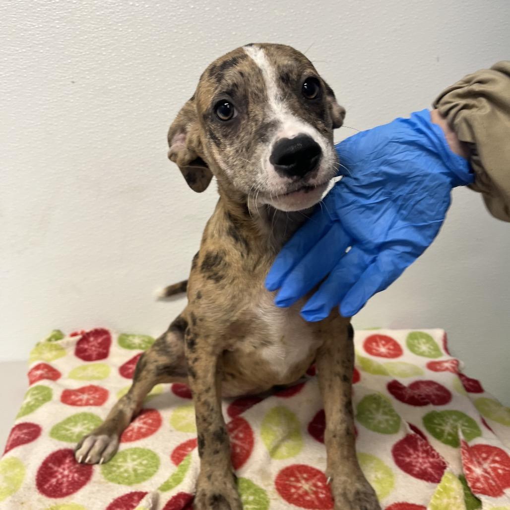 Enlarge Erza (Foster), a Adoptable Terrier in Belleville, IL image 2/5