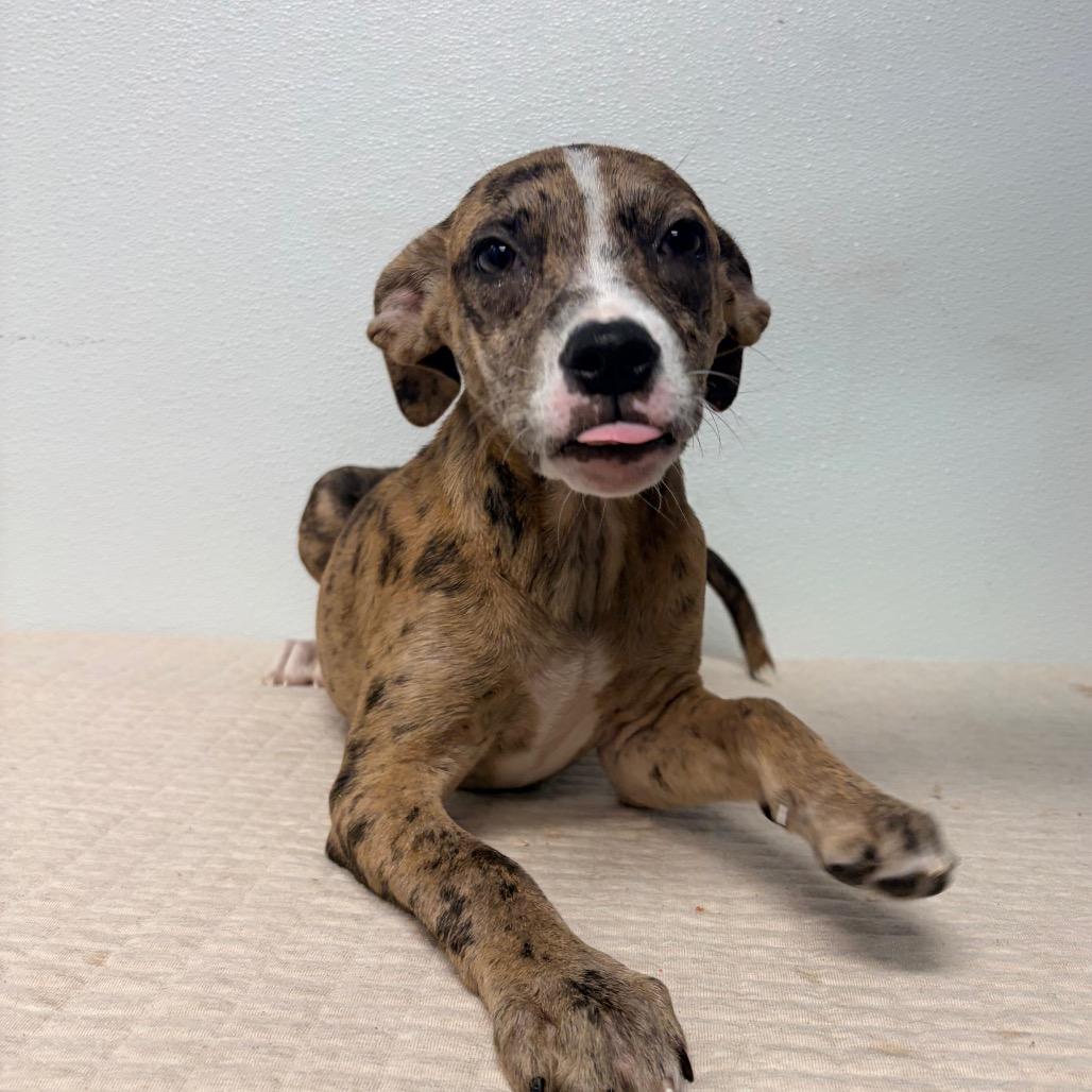 Enlarge Erza (Foster), a Adoptable Terrier in Belleville, IL image 4/5