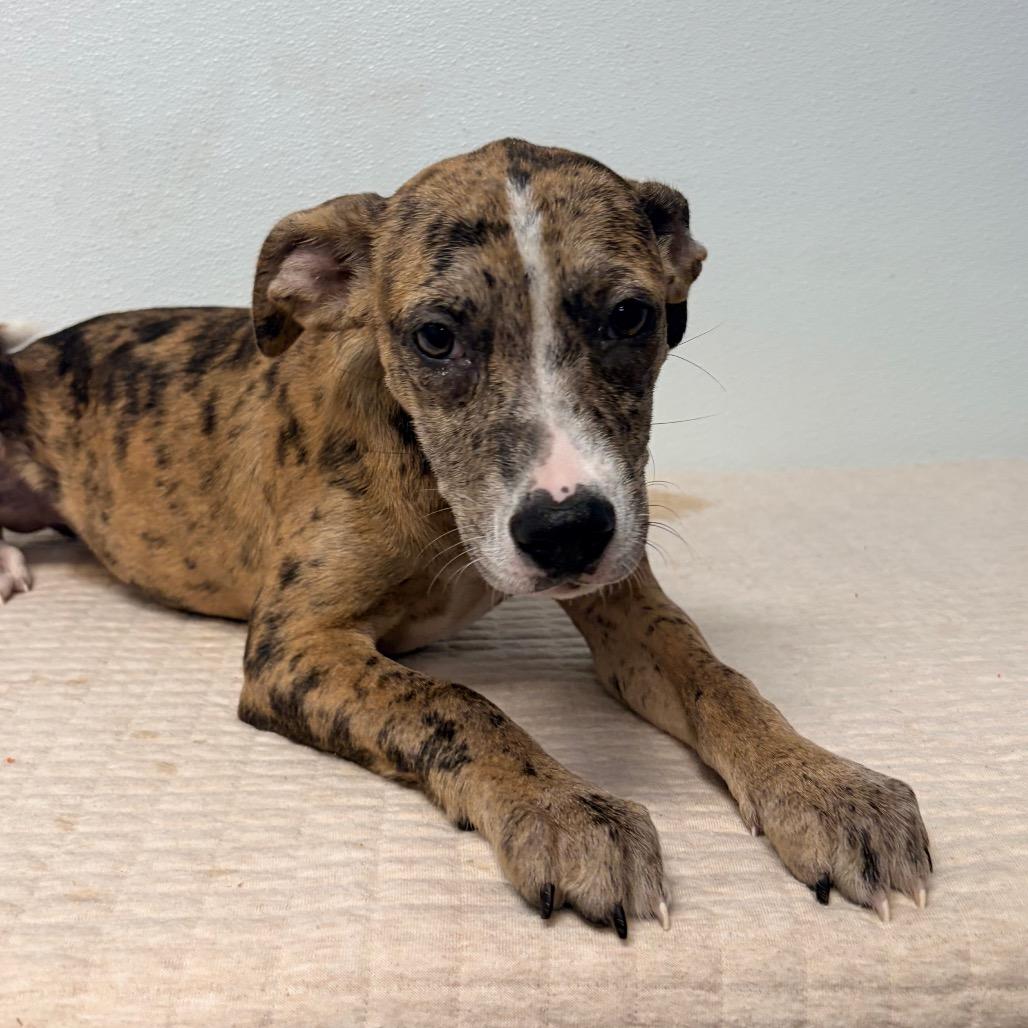 Enlarge Erza (Foster), a Adoptable Terrier in Belleville, IL image 5/5