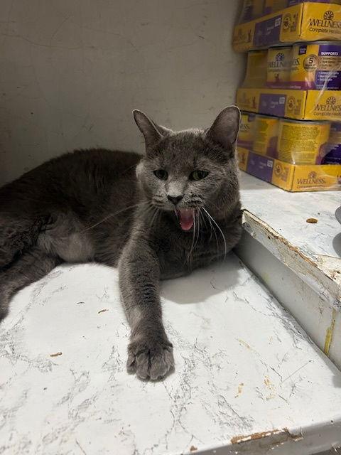 maizy, Adoptable, Adult Female Russian Blue.