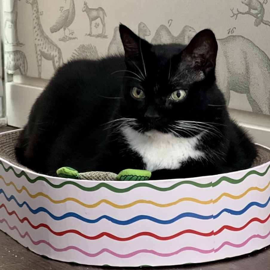 Pierre, Adoptable, Senior Male Domestic Short Hair.