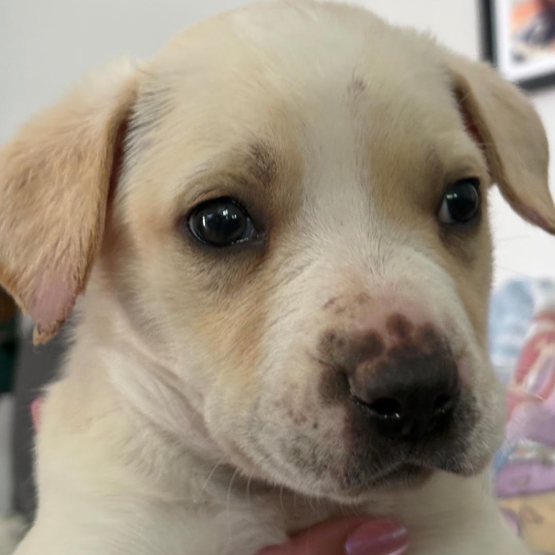 Enlarge Bandit, a Adoptable mixed breed in Colonial Heights, VA image 1/3