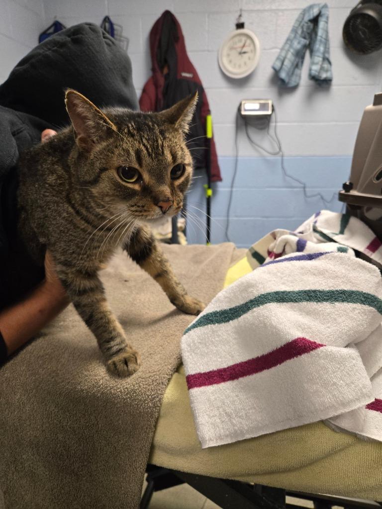 Giovanni, Adoptable, Adult Male Domestic Short Hair.