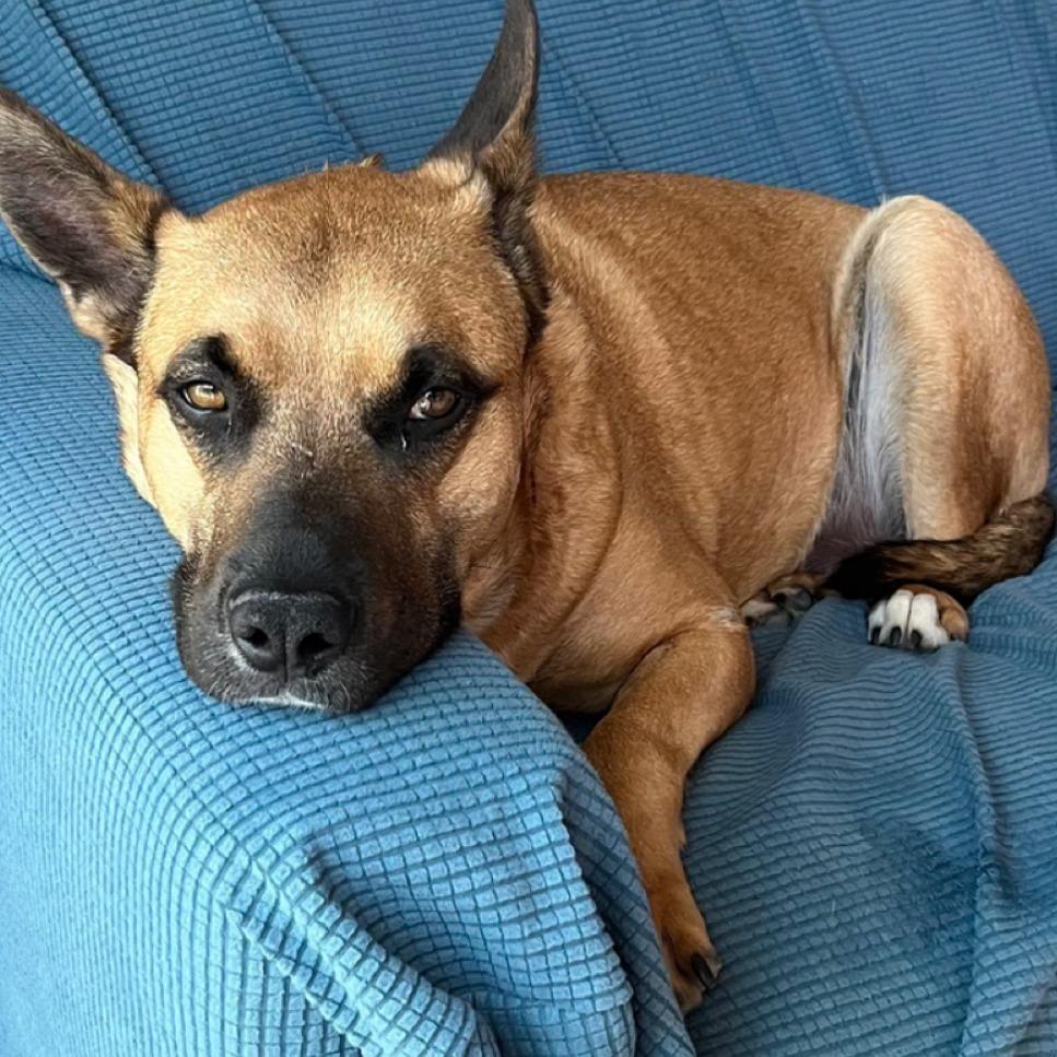 Enlarge Billy, a Adoptable mixed breed in San Diego, CA image 1/1