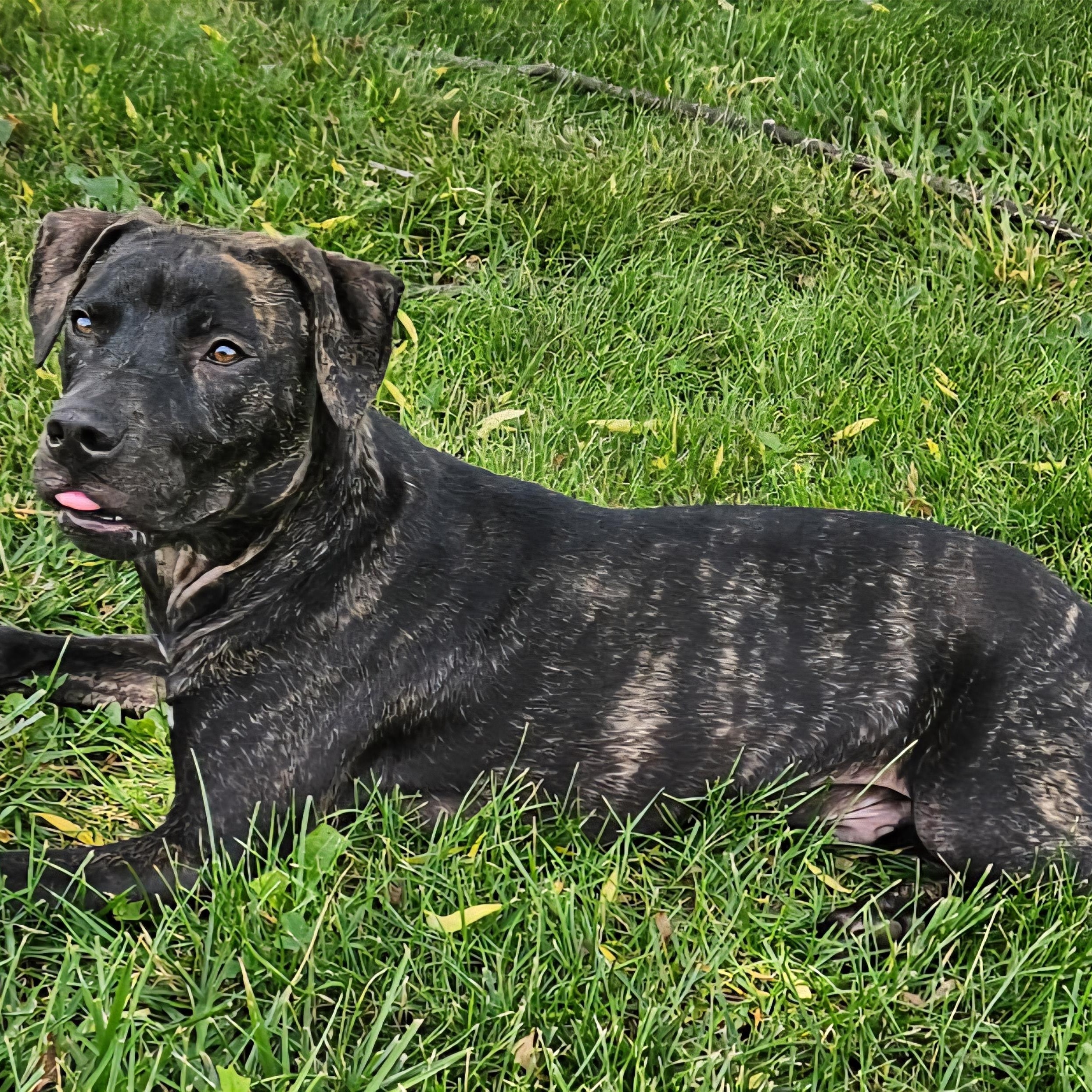 Enlarge Winston, a Adoptable Pit Bull Terrier in Kansas City, MO image 2/6