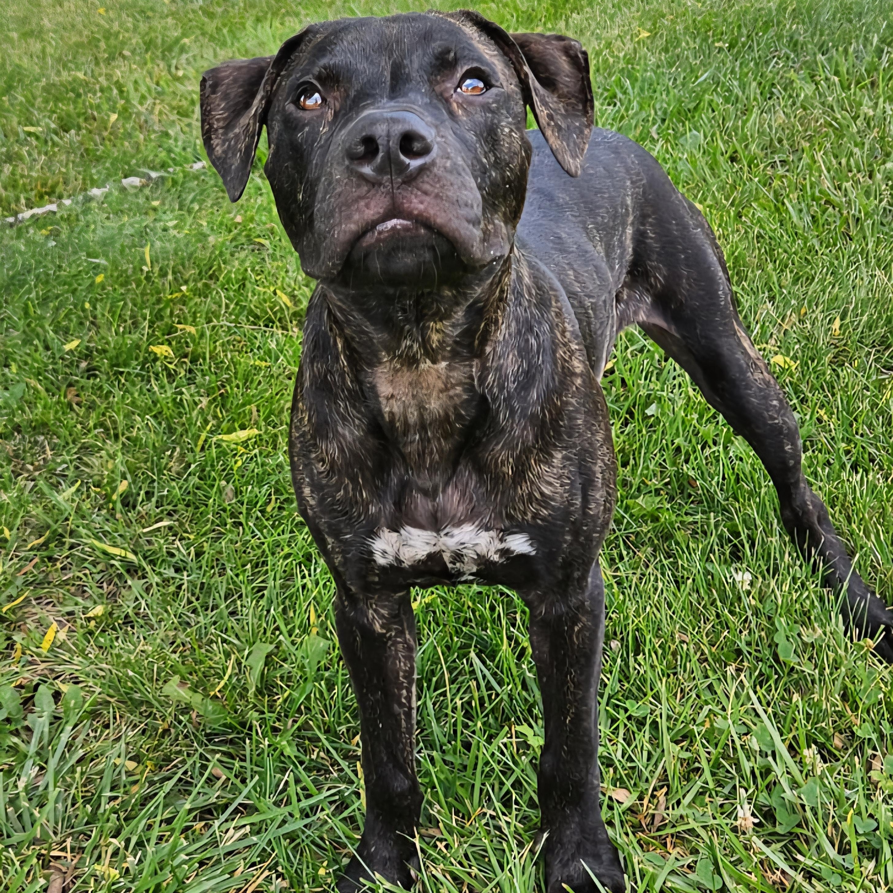 Enlarge Winston, a Adoptable Pit Bull Terrier in Kansas City, MO image 3/6