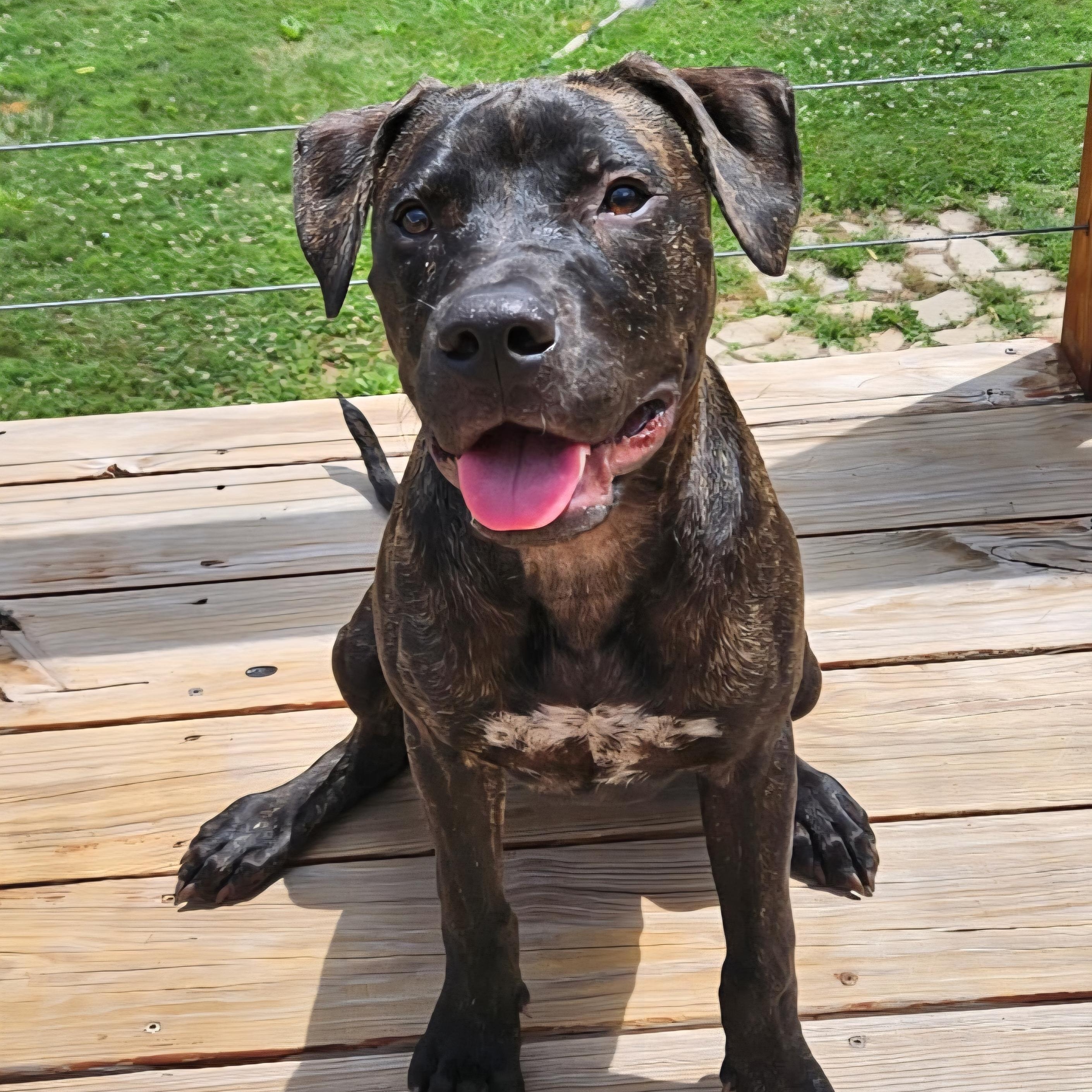 Enlarge Winston, a Adoptable Pit Bull Terrier in Kansas City, MO image 1/6