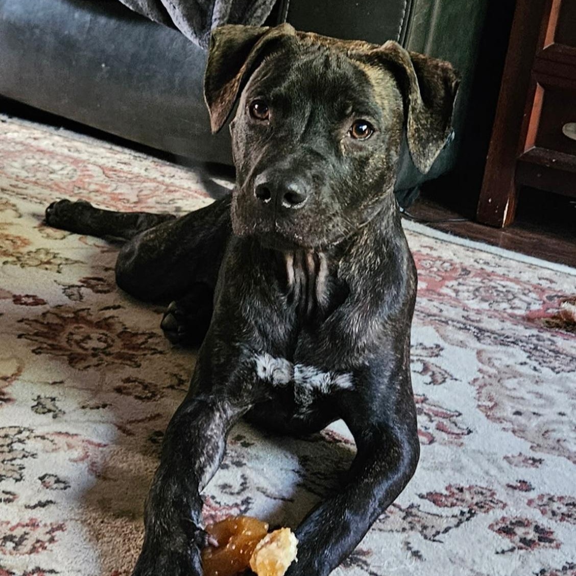 Enlarge Winston, a Adoptable Pit Bull Terrier in Kansas City, MO image 4/6