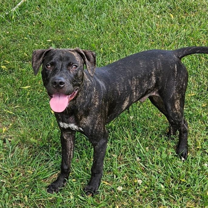 Enlarge Winston, a Adoptable Pit Bull Terrier in Kansas City, MO image 5/6