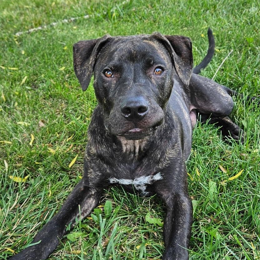 Enlarge Winston, a Adoptable Pit Bull Terrier in Kansas City, MO image 6/6