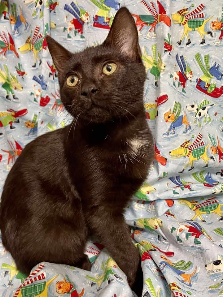 Gumdrop, Adoptable, Kitten Male Domestic Short Hair.