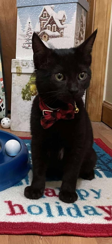 Gumdrop, Adoptable, Young Male Domestic Short Hair.