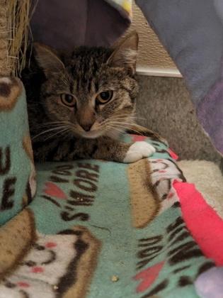 Muse, Adoptable, Adult Female Domestic Short Hair & Domestic Short Hair.