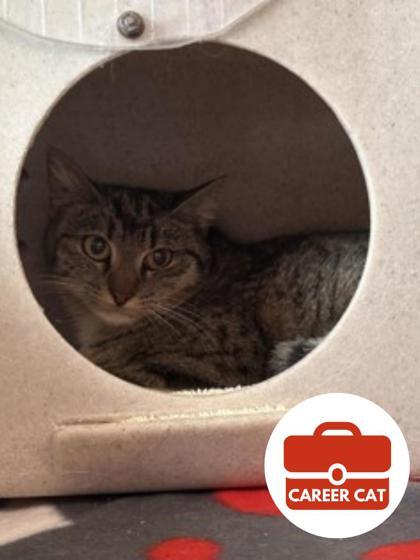 Muse, Adoptable, Adult Female Domestic Short Hair & Domestic Short Hair.