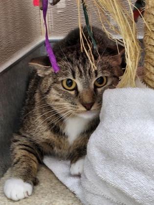 Muse, a Adoptable mixed breed in Roseville, CA image 3/3