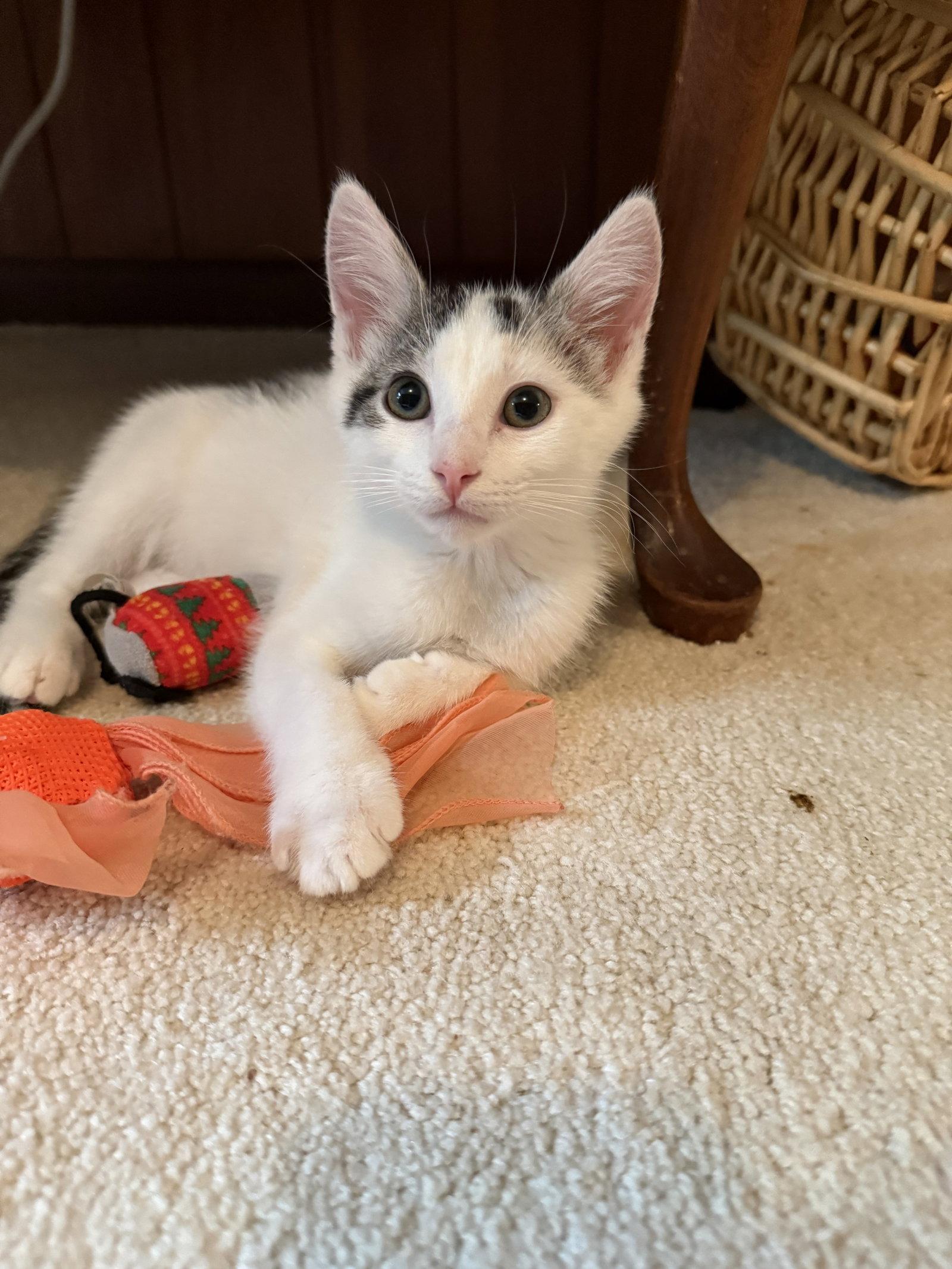Turkey Hill, Adopted, Kitten Male Domestic Short Hair.
