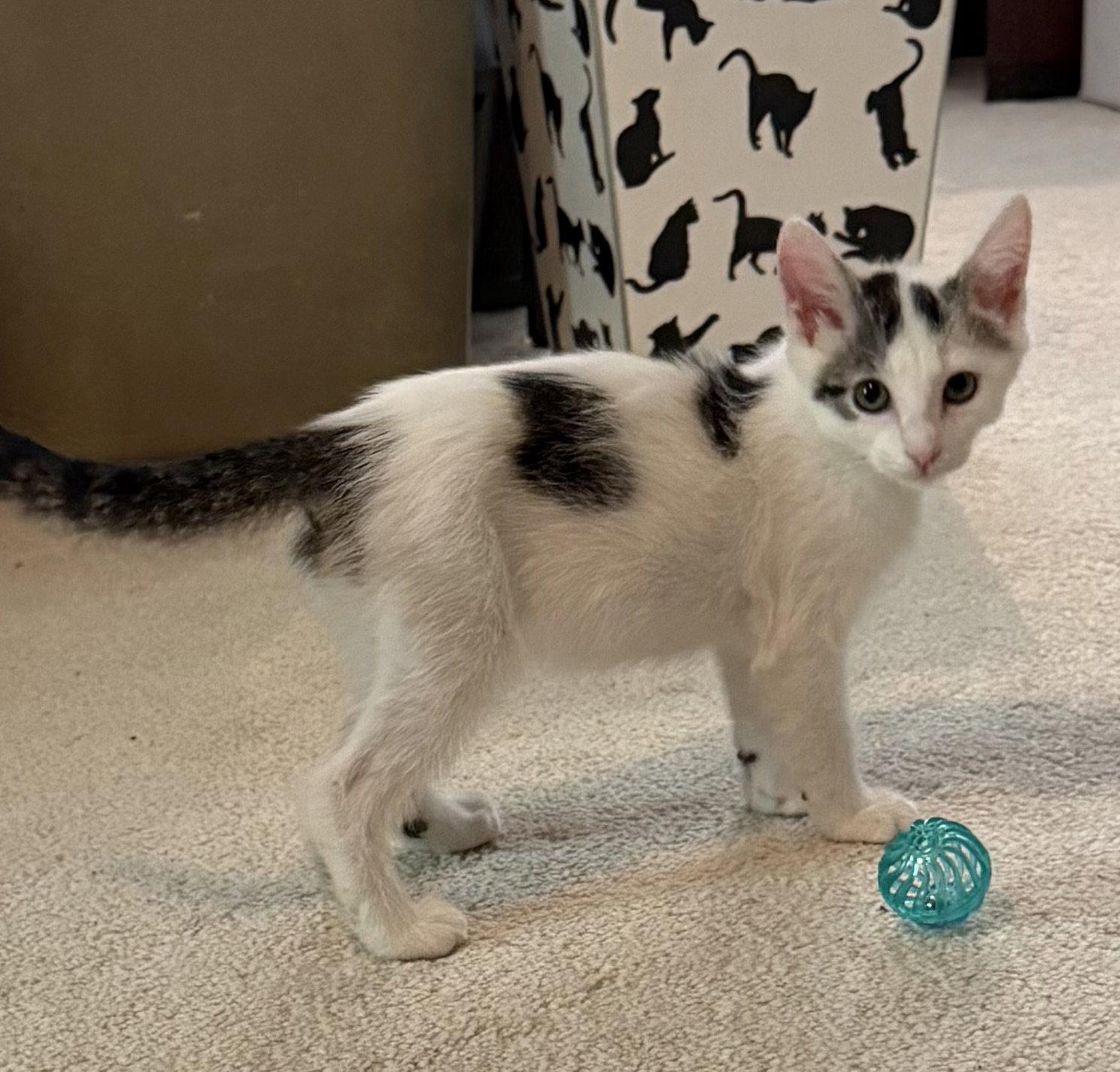 Turkey Hill, a Adopted Domestic Short Hair in Broomall, PA image 2/3