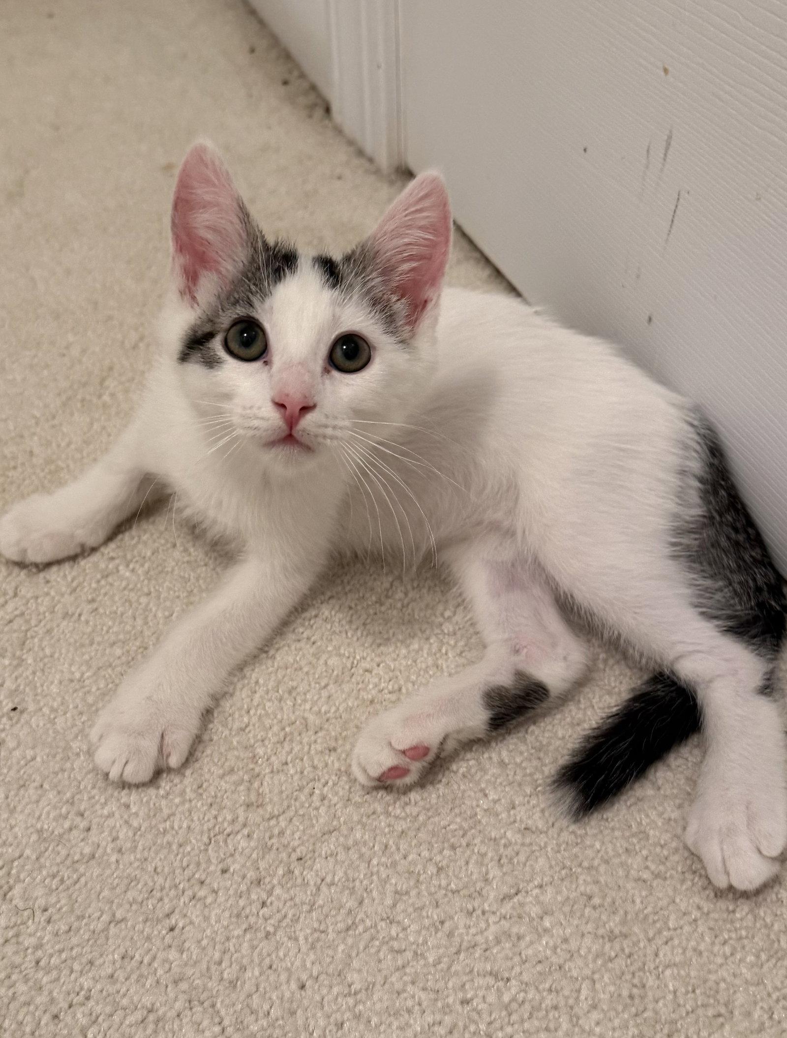 Turkey Hill, a Adopted Domestic Short Hair in Broomall, PA image 3/3