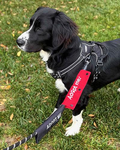 Enlarge Augie, a Adoptable mixed breed in Asheville, NC image 3/5