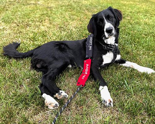 Augie, Adoptable, Adult Male Border Collie.