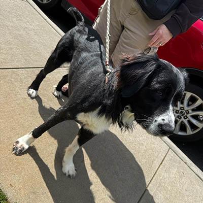 Enlarge Augie, a Adoptable mixed breed in Asheville, NC image 2/5