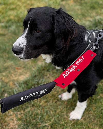 Enlarge Augie, a Adoptable mixed breed in Asheville, NC image 4/5