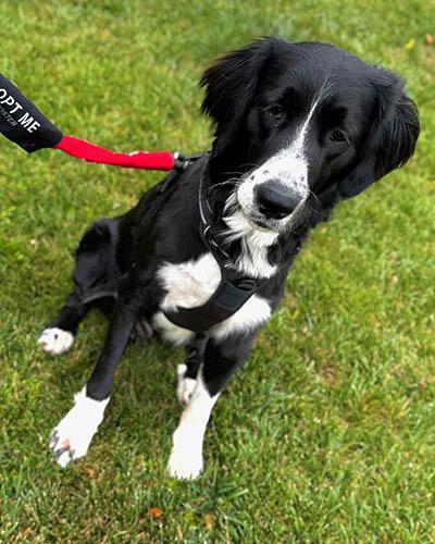 Enlarge Augie, a Adoptable mixed breed in Asheville, NC image 5/5