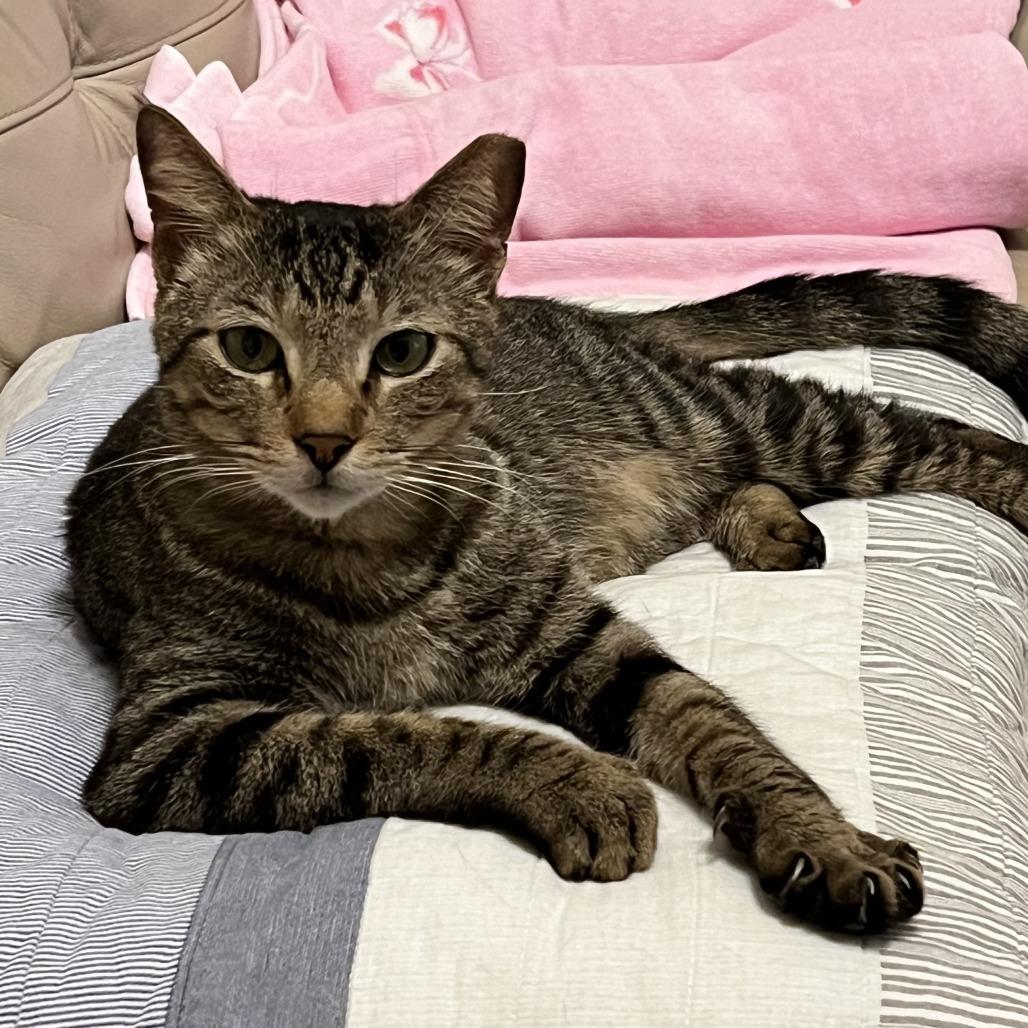 Enlarge Leo, a Adoptable Domestic Short Hair in Volcano, HI image 1/1