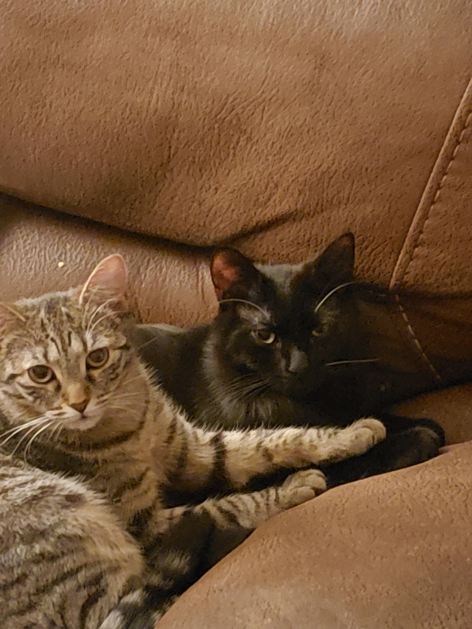 Enlarge Samson ad Jenny, a ADOPTABLE American Shorthair in Springfield, MA image 1/1