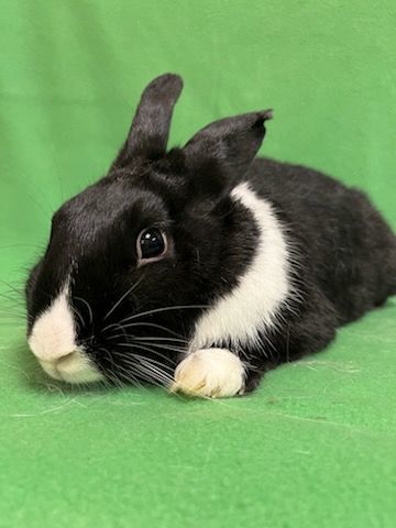Katrina, Adult Female Dutch