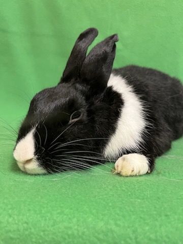 Katrina, a Adoptable Dutch in Haltom City, TX image 2/5