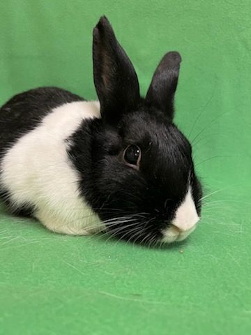 Katrina, a Adoptable Dutch in Haltom City, TX image 3/5