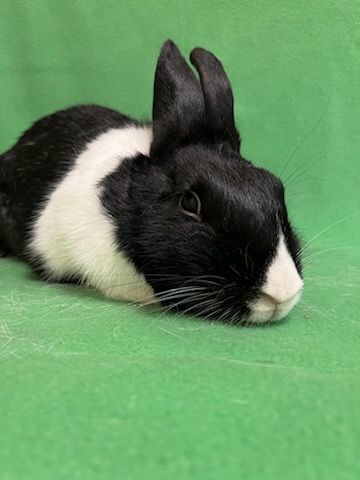 Katrina, a Adoptable Dutch in Haltom City, TX image 4/5