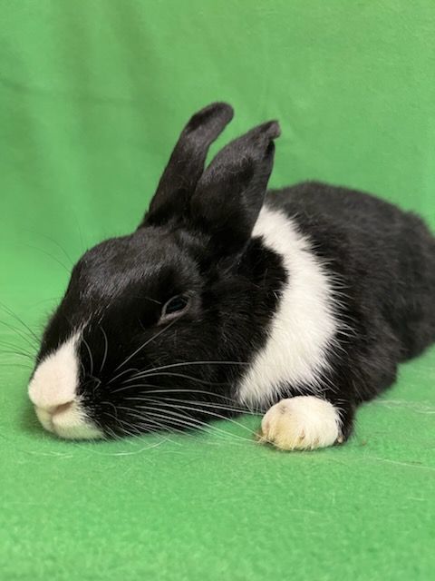 Katrina, a Adoptable Dutch in Haltom City, TX image 5/5