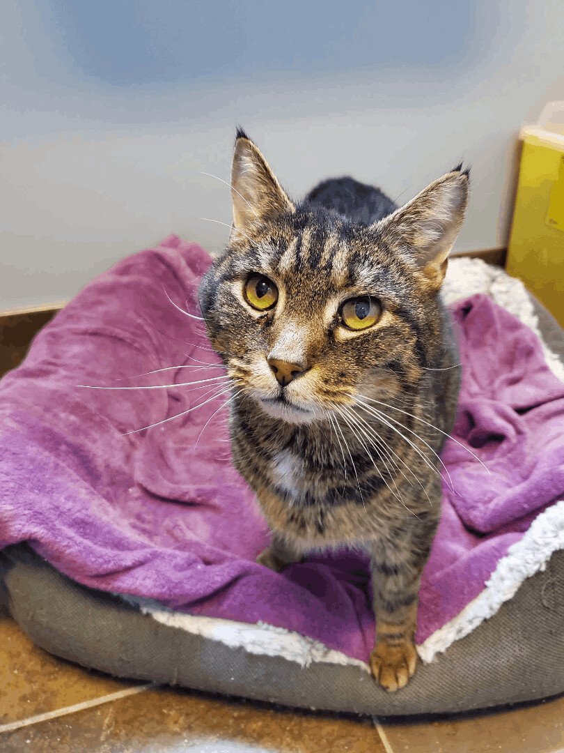 Lawrence (Diabetic), a Adoptable mixed breed in Florenceville, NB image 1/2