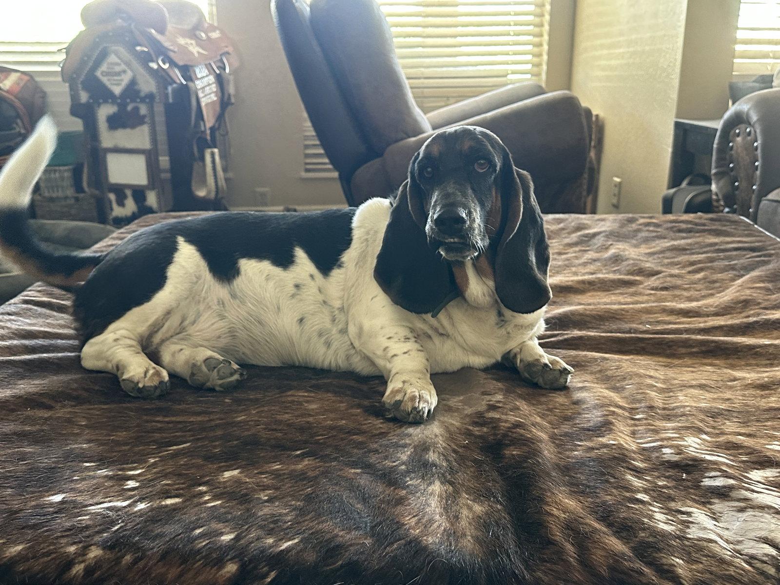 Enlarge Violet, a Adopted Basset Hound in Petaluma, CA image 1/3