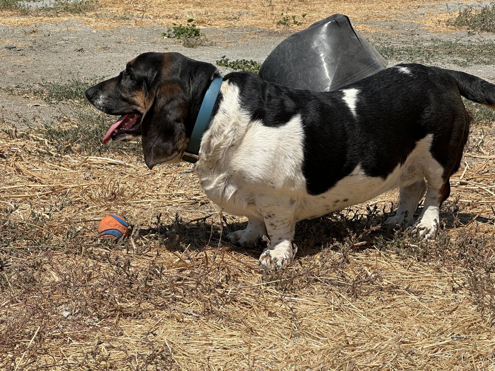 Enlarge Violet, a Adopted Basset Hound in Petaluma, CA image 2/3
