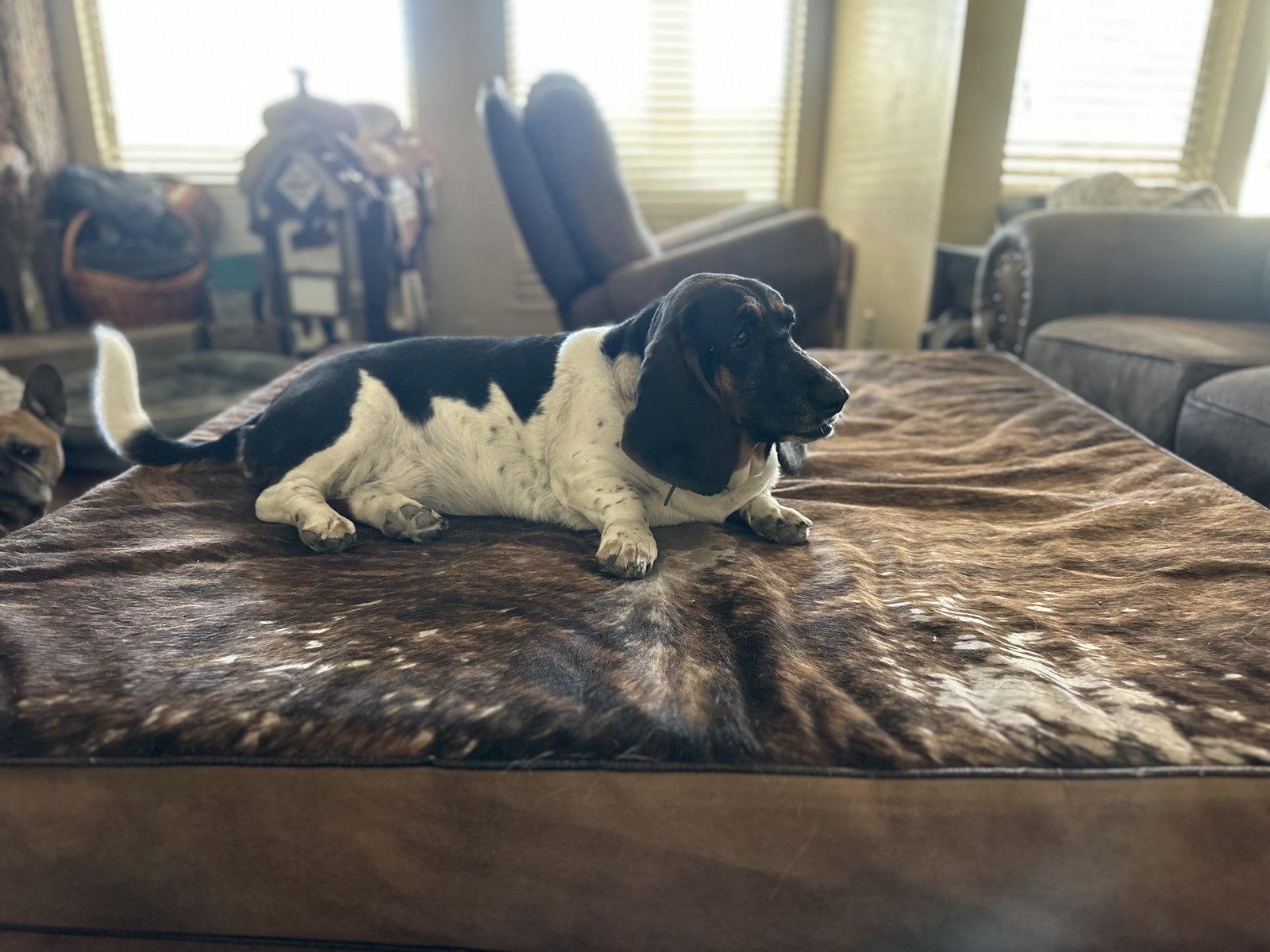 Enlarge Violet, a Adopted Basset Hound in Petaluma, CA image 3/3