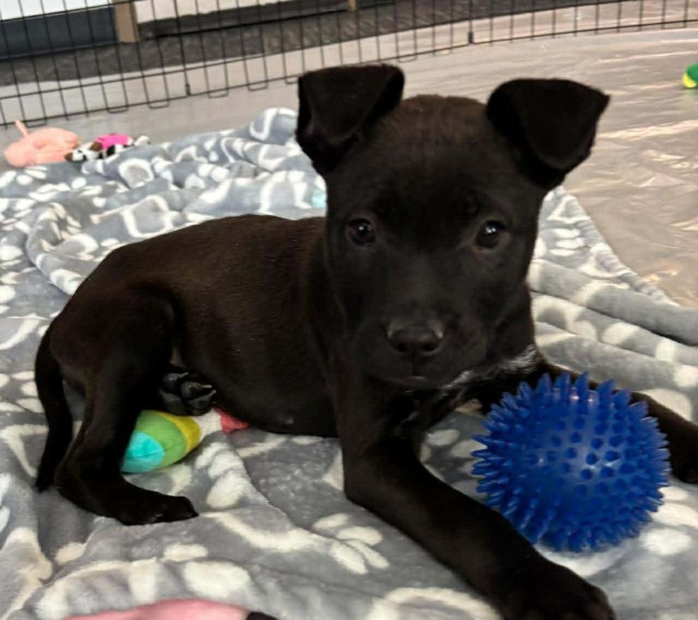 Enlarge Barry, a Adoptable mixed breed in Sedalia, CO image 2/6