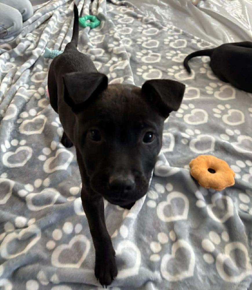 Enlarge Barry, a Adoptable mixed breed in Sedalia, CO image 4/6