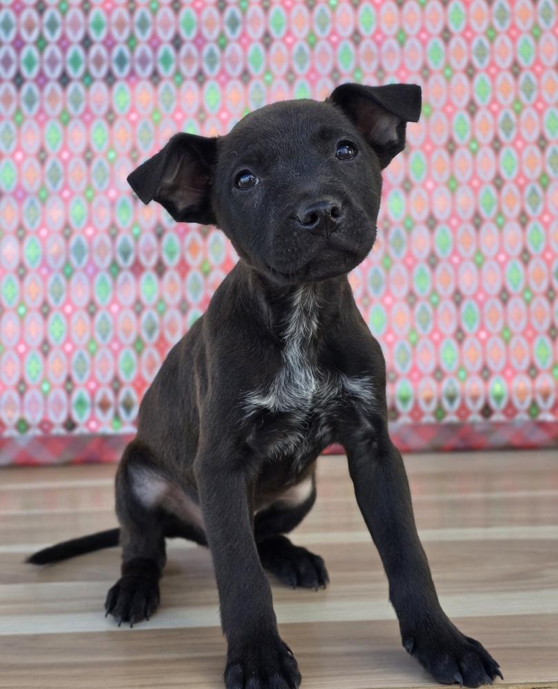 Enlarge Barry, a Adoptable mixed breed in Sedalia, CO image 5/6
