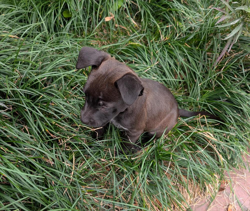 Enlarge Barry, a Adoptable mixed breed in Sedalia, CO image 6/6