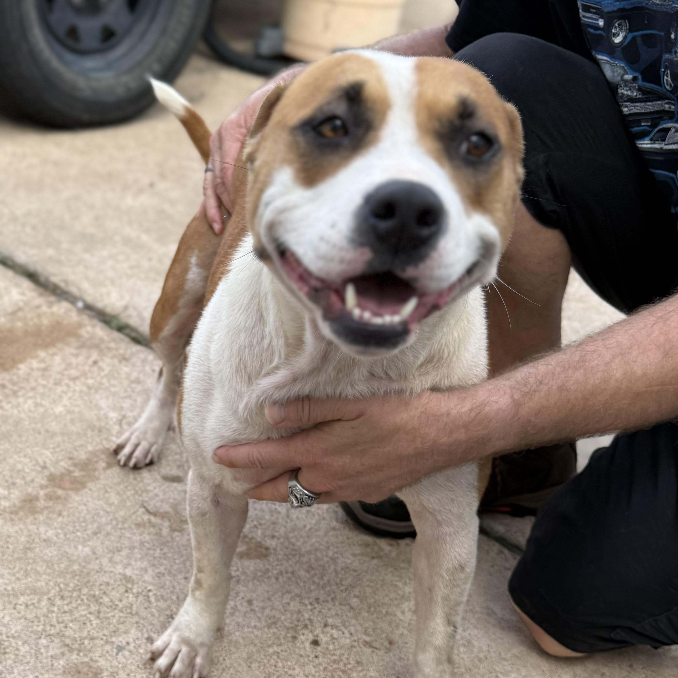 Enlarge Holly, a Adopted American Staffordshire Terrier in Waupun, WI image 2/4