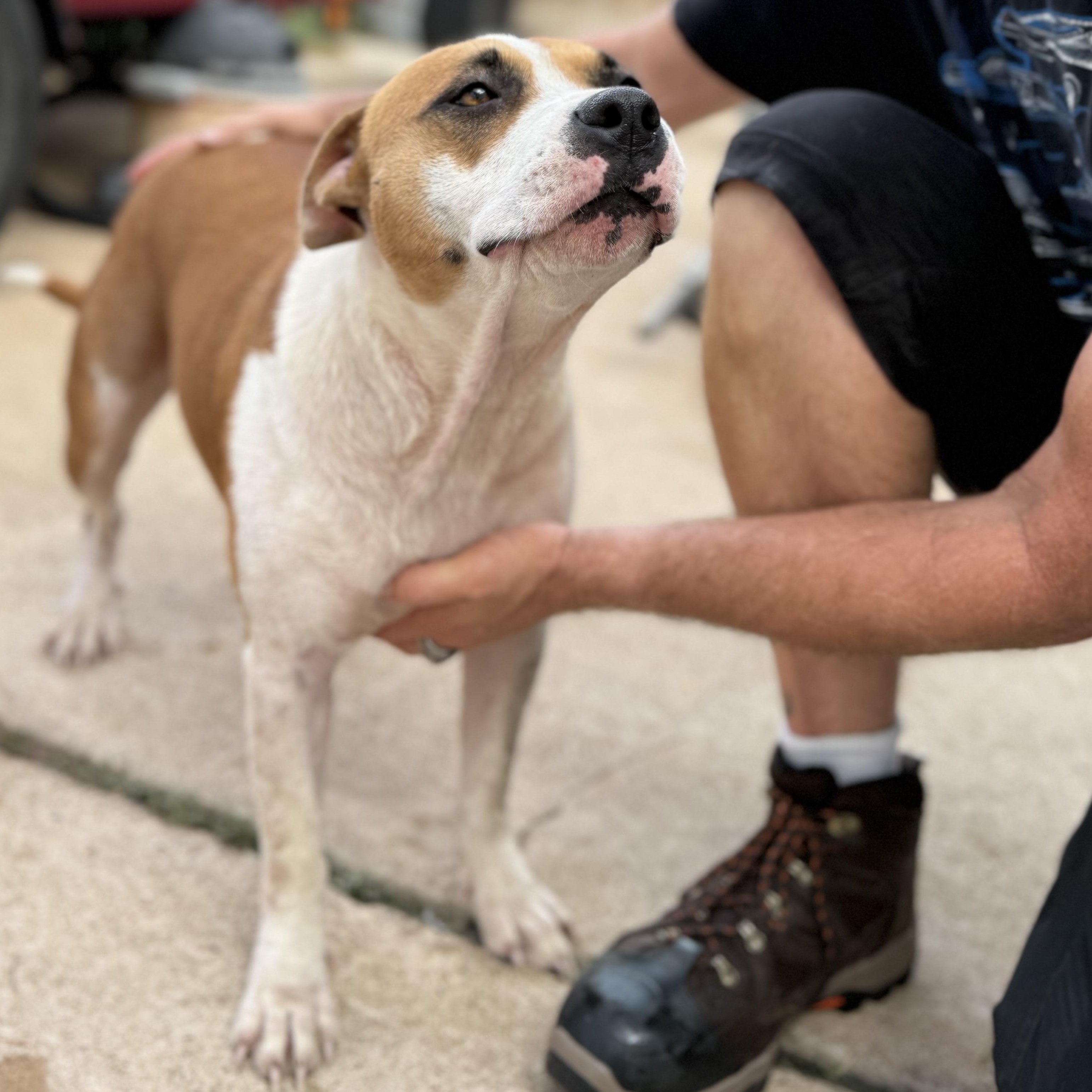 Enlarge Holly, a Adopted American Staffordshire Terrier in Waupun, WI image 4/4