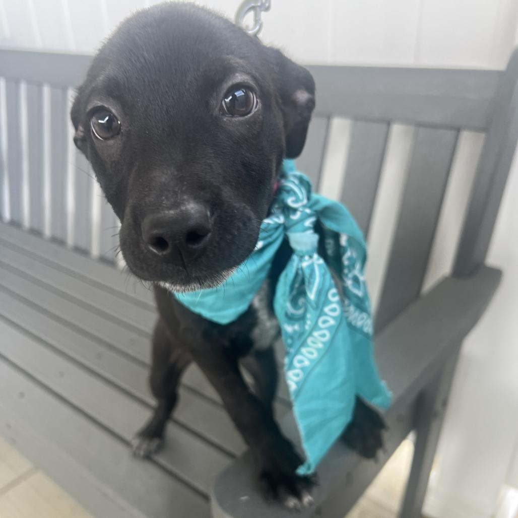 Reader, Adoptable, Puppy Male Mixed Breed.