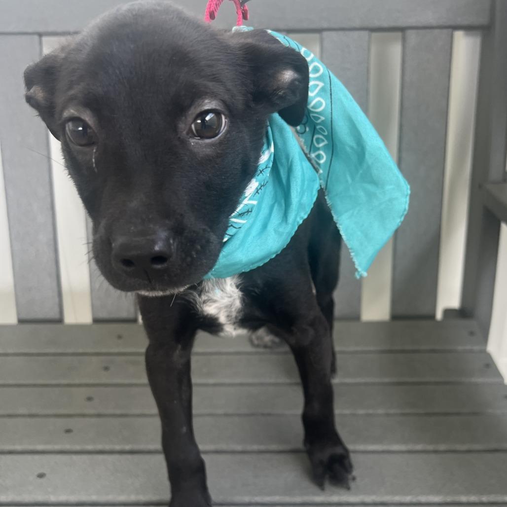 Reader, a Adoptable Mixed Breed in Canal Winchester, OH image 2/3