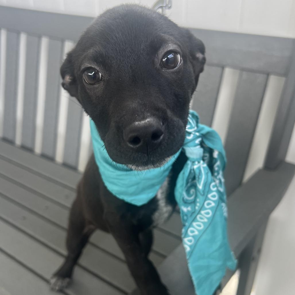 Reader, a Adoptable Mixed Breed in Canal Winchester, OH image 3/3