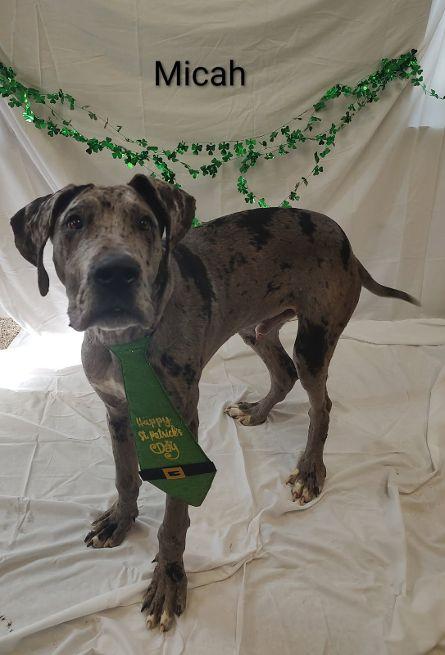 Micah, adopted, Adult Male Great Dane.