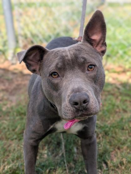 Enlarge Sueanne, a Adoptable mixed breed in Gulfport, MS image 1/1