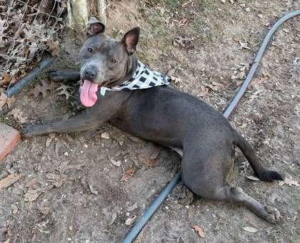 Enlarge Sueanne, a Adoptable mixed breed in Gulfport, MS image 1/3